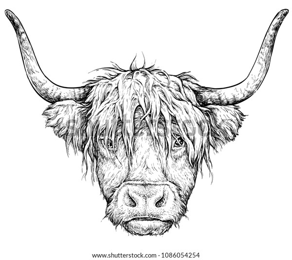 Realistic Sketch Scottish Cow Black White Stock Vector Royalty