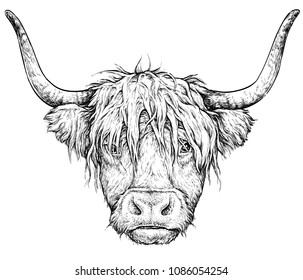 Realistic sketch of Scottish highland Cow, black and white drawing, isolated on white