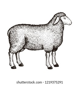 Realistic sketch of sheep. Idea of illustration for book on biology or tattoo. Vector.