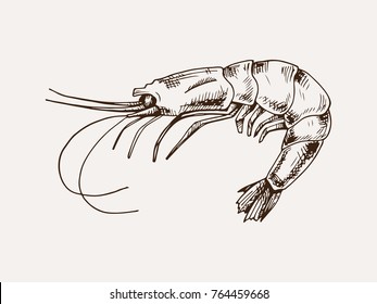 realistic sketch of a shrimp