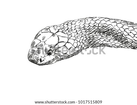Realistic Sketch Snake Head Hand Drawn Stock Vector (Royalty Free