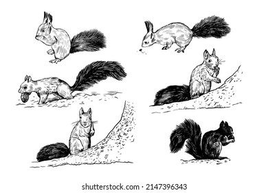 Realistic sketches of various squirrels. Vector black and white isolated drawings. Clip art.