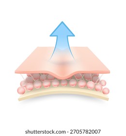 Realistic skin image in multiple layers. Vector illustration isolated on white background. Great for infographics, showing the action of your product, etc. EPS10.