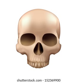 realistic skull