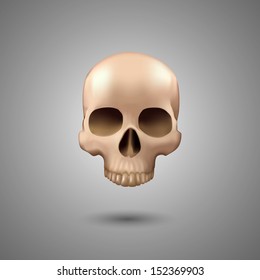 realistic skull