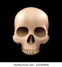 realistic skull