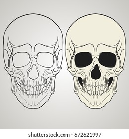Realistic skull. circuit. vector illustration