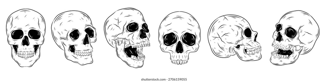 realistic skull hand drawn element