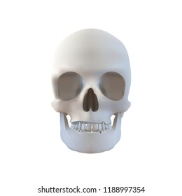 Realistic Skull Illustration - Isolated on White