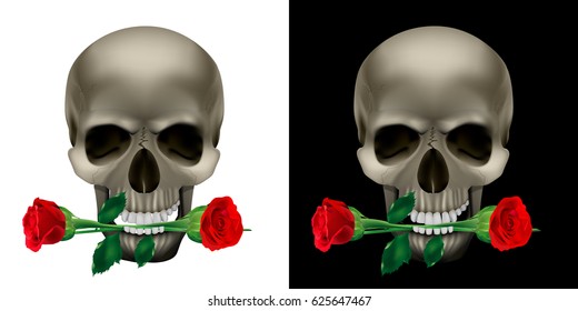 Realistic Skull with a rose in the teeth. Isolated object on white and black backgrounds.