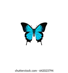 Realistic Sky Animal Element. Vector Illustration Of Realistic Papilio Ulysses Isolated On Clean Background. Can Be Used As Butterfly, Bluewing And Blue Symbols.