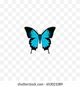 Realistic Sky Animal Element. Vector Illustration Of Realistic Papilio Ulysses Isolated On Clean Background. Can Be Used As Butterfly, Bluewing And Blue Symbols.