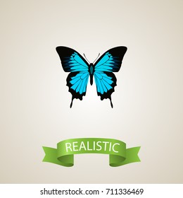 Realistic Sky Animal Element. Vector Illustration Of Realistic Papilio Ulysses Isolated On Clean Background. Can Be Used As Butterfly, Bluewing And Blue Symbols.