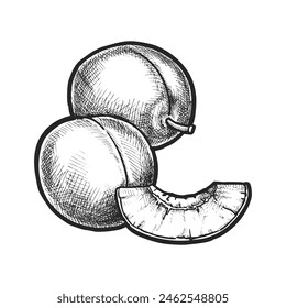 Realistic sliced plum sketch. Vector summer fruit drawing. Hand drawn summer berry for vegetarian nutrition or dessert meal. Plant for juice or organic meal. Garden and agriculture harvest theme