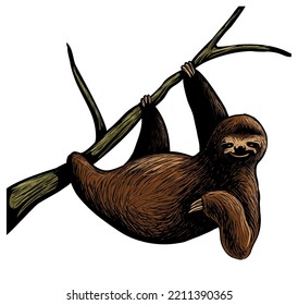 Realistic sloth vector image, tree climbing sloth animal, isolated on white background.