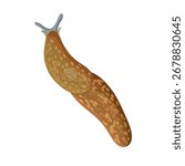 Realistic slug on white background. Top view. Vector.