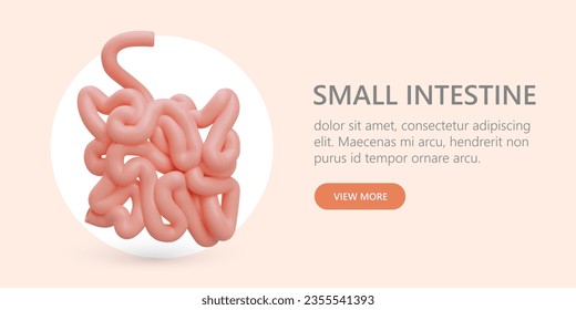 Realistic small intestine. Organ of human digestive system. Web advertising of clinic, doctor. Services of gastroenterologist. Color template with button