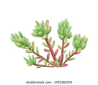 Realistic small succulent bush on white background vector illustration