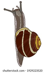 A realistic snail with a brown-yellow shell. Hand drawing illustration. 