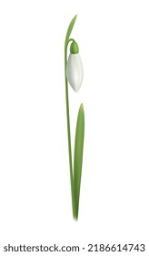 Realistic snowdrop flower with green leaf on white background vector illustration