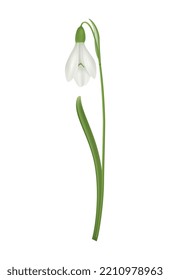 Flor de nevado realista con tallo verde en ilustración vectorial de fondo en blanco