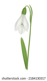 Realistic snowdrop flower on white background vector illustration