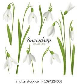 Realistic snowdrop flower set with editable text and images of february fair-maids on blank background vector illustration