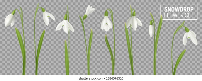 Realistic snowdrop flower set on transparent background with isolated realistic images of natural flowerage with stems vector illustration