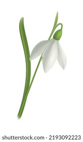 Flor de primavera blanca de nieve realista con ilustración vectorial de hoja verde