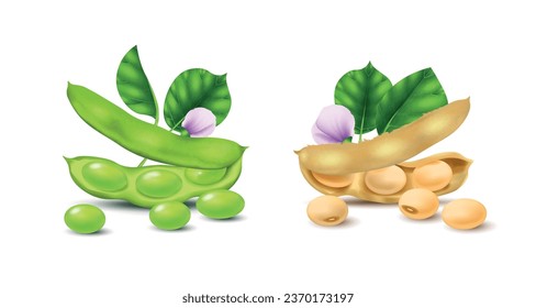 Realistic soybean compositions set with green and white soy beans isolated vector illustration