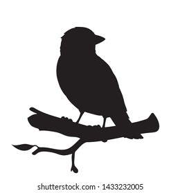 Realistic sparrow sitting on a branch. Monochrome vector illustration of black silhouette of little bird sparrow isolated on white background. Stencil. Element for your design, print, decoration.