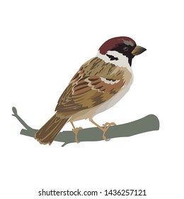 Realistic sparrow sitting on a branch. Colorful vector illustration of little bird sparrow in hand drawn realistic style isolated on white background. Element for your design, print, decoration.