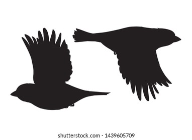 Realistic sparrows  flying. Monochrome vector illustration of black silhouettes of little birds sparrows isolated on white background. Stencil. Element for your design, print, decoration.