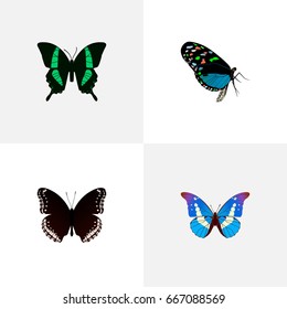 Realistic Spicebush, Bluewing, Beauty Fly And Other Vector Elements. Set Of Butterfly Realistic Symbols Also Includes Hypolimnas, Butterfly, Black Objects.