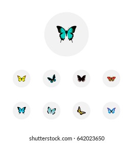Realistic Spicebush, Lexias, Archippus And Other Vector Elements. Set Of Butterfly Realistic Symbols Also Includes Fly, Black, Morpho Objects.
