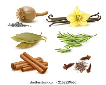 Realistic spices and herbs. Isolated natural elements, dry and fresh ingredients, poppy seeds, rosemary sprigs, cinnamon sticks, vanilla pods and flower, bay leaf and dried cloves vector set