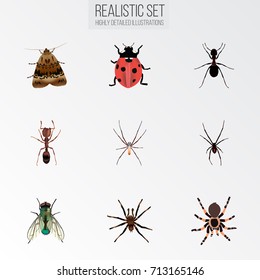 Realistic Spider, Ant, Butterfly And Other Vector Elements. Set Of Bug Realistic Symbols Also Includes Butterfly, Ant, Spider Objects.