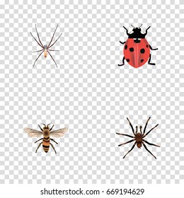 Realistic Spider, Arachnid, Wasp And Other Vector Elements. Set Of Insect Realistic Symbols Also Includes Beetle, Arachnid, Ladybug Objects.