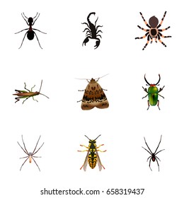 Realistic Spider, Bee, Locust And Other Vector Elements. Set Of Insect Realistic Symbols Also Includes Wisp, Pismire, Emmet Objects.