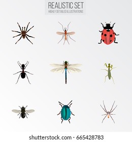 Realistic Spider, Bug, Ant And Other Vector Elements. Set Of Insect Realistic Symbols Also Includes Grasshopper, Ladybird, Ant Objects.