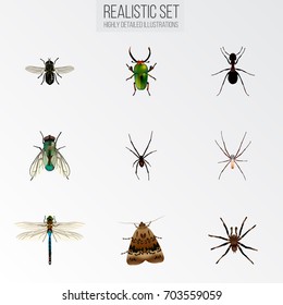 Realistic Spider, Damselfly, Insect And Other Vector Elements. Set Of Bug Realistic Symbols Also Includes Pismire, Wasp, Dragonfly Objects.