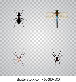 Realistic Spider, Damselfly, Spinner And Other Vector Elements. Set Of Bug Realistic Symbols Also Includes Arachnid, Pismire, Ant Objects.