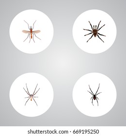 Realistic Spider, Gnat, Spinner And Other Vector Elements. Set Of Insect Realistic Symbols Also Includes Alive, Gnat, Spider Objects.
