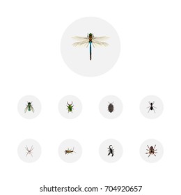 Realistic Spider, Insect, Tarantula And Other Vector Elements. Set Of Insect Realistic Symbols Also Includes Beetle, Damselfly, Housefly Objects.