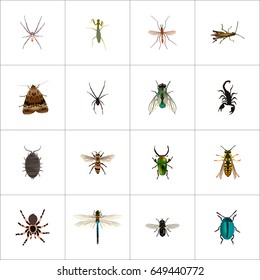 Realistic Spider, Midge, Housefly And Other Vector Elements. Set Of Bug Realistic Symbols Also Includes Butterfly, Beetle, Fly Objects.