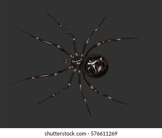 Realistic spider on dark background -  vector design