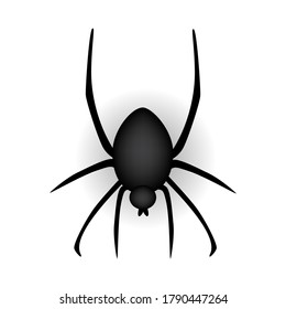 Realistic Spider on white background. Vector Illustration EPS10