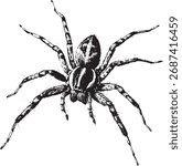 Realistic Spider Vector – Black and White Insect Illustration for Halloween, Nature, and Tattoo Design Themes
