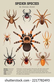 Realistic spiders diagram colored composition with spider species and description of them vector illustration