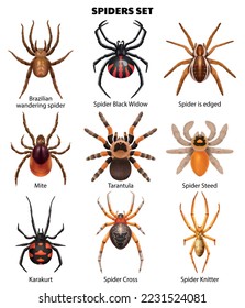 Realistic spiders set of isolated icons with isolated top view images of insects with text captions vector illustration